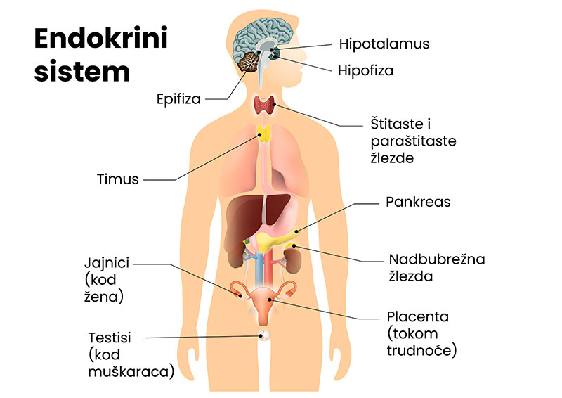 Endokrini sistem grafički prikaz