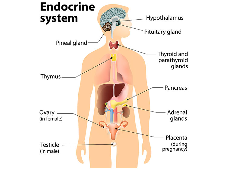 Endocrine system graphic display